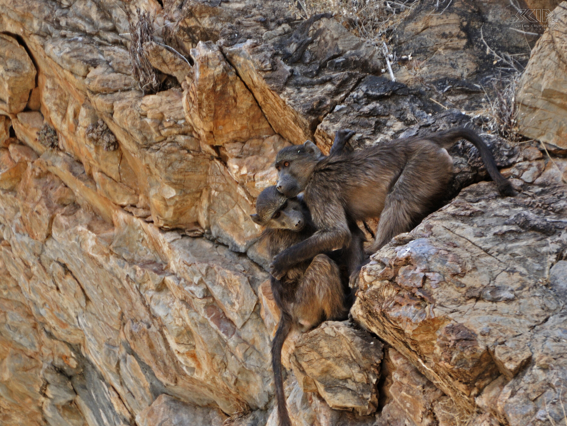 Naukluft - Chacma baboons  Stefan Cruysberghs